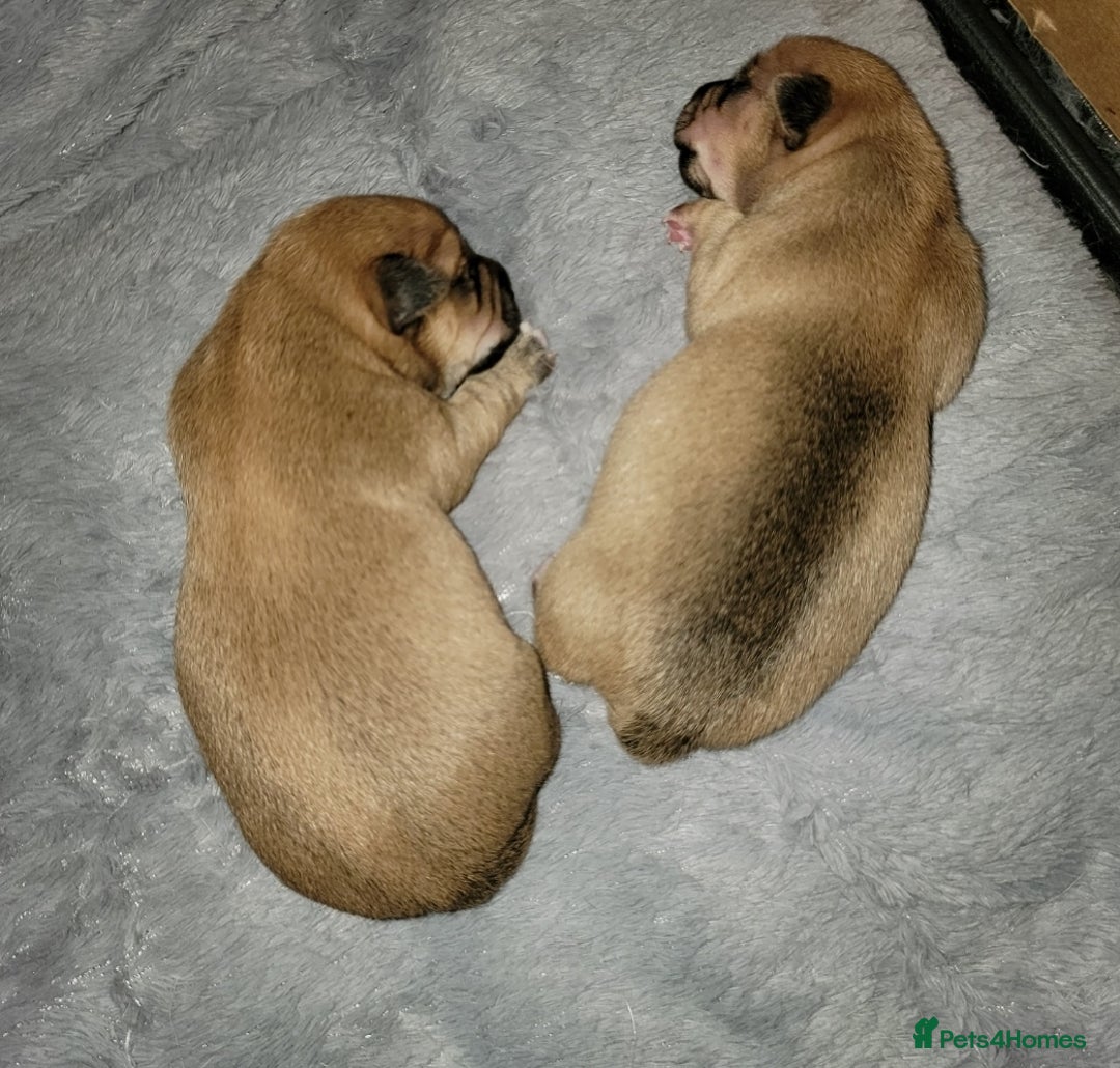 Mixed Breed dogs for sale: Chihuahua jack Russell boy puppy - Image 5