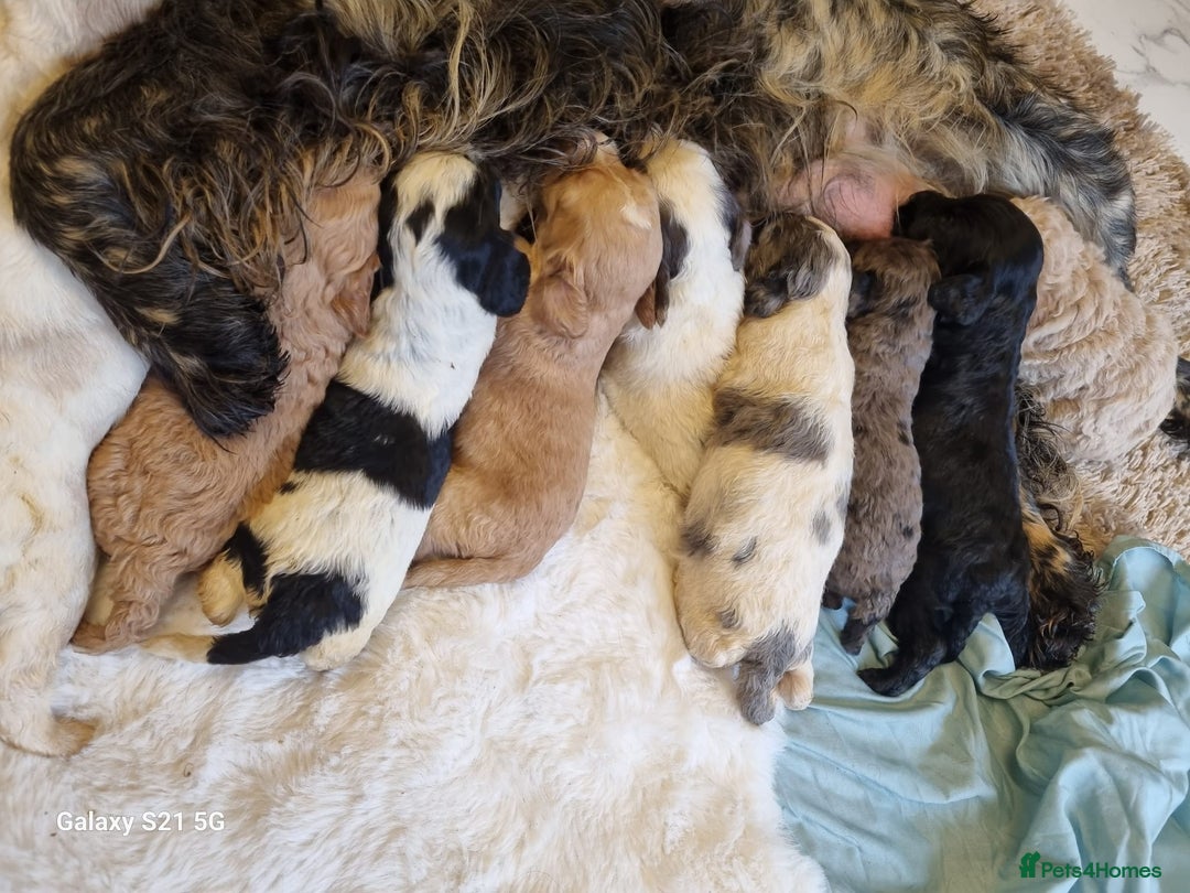 Cockapoo dogs for sale: Cockapoos - Image 3