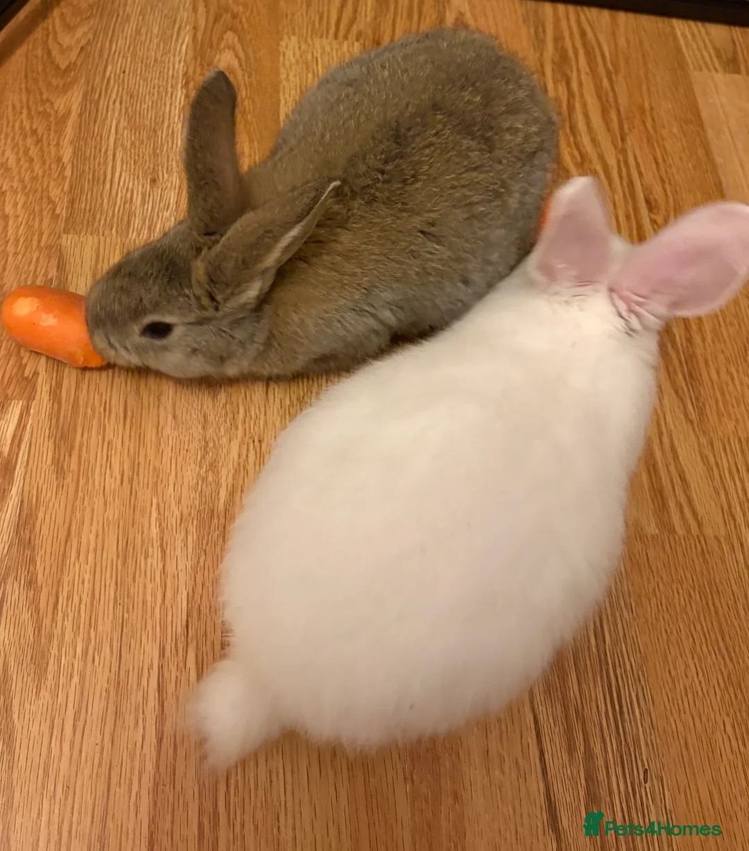 Continental Giant rabbits for sale: Bunnies - Advert 1