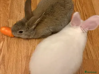 Continental Giant rabbits Bunnies - Advert 2