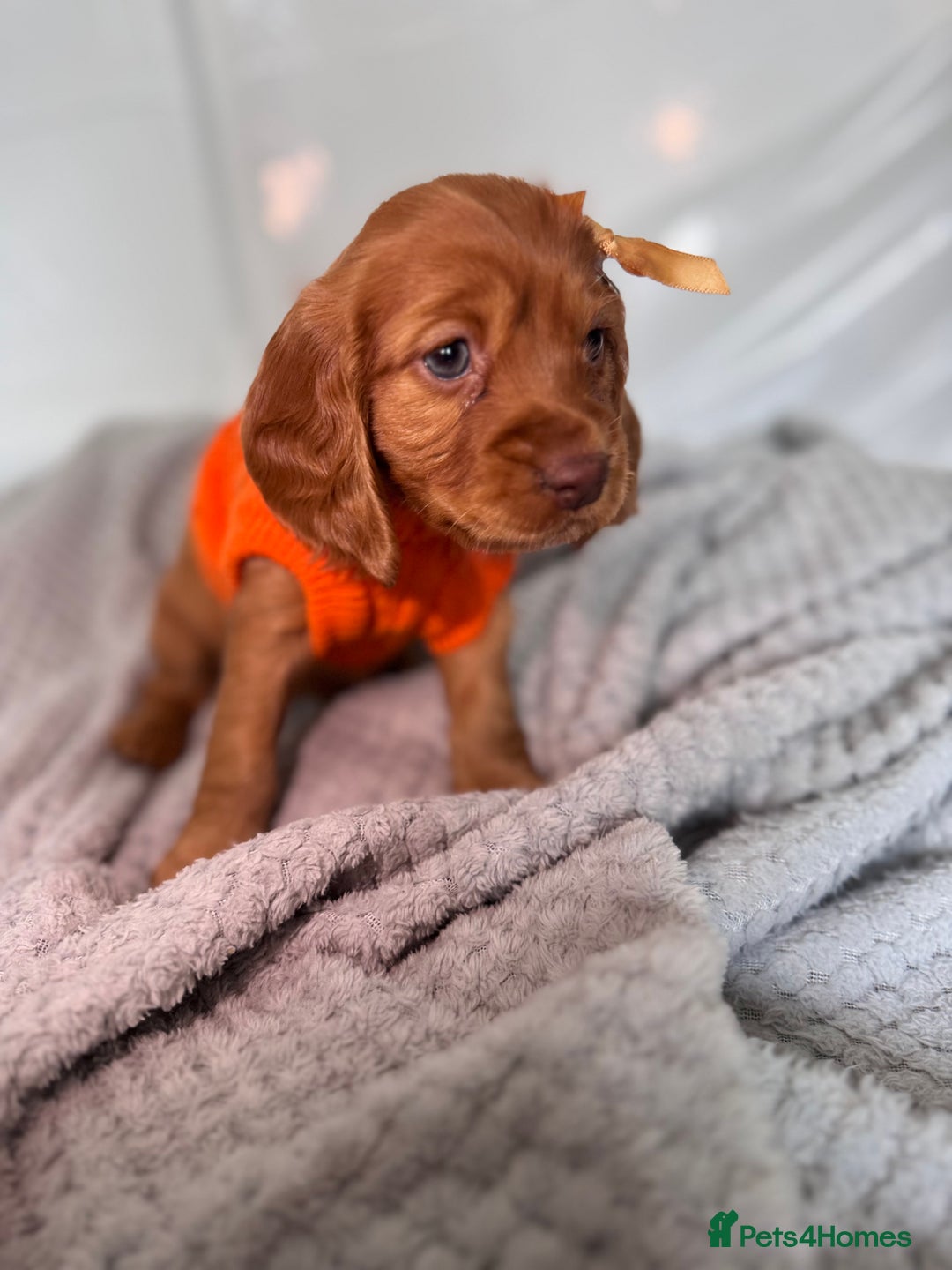 Cocker Spaniel dogs for sale: Pure breed cocker spaniels puppies  - Image 2