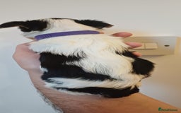 Yorkshire Terrier dogs for sale: 100% Biewer yorkshire-terrier Pedigree  - Advert 10