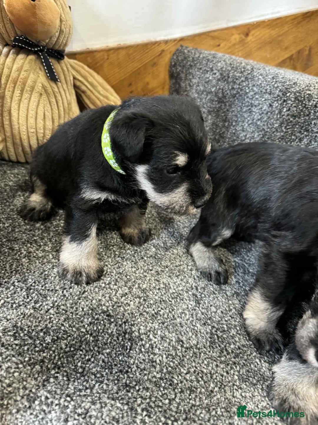 Miniature Schnauzer dogs for sale: Miniature Schnauzer Puppies KC/BVA/MAC Tested - Image 10