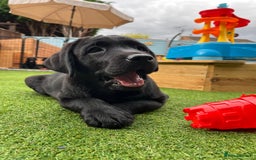 Labrador Retriever dogs for sale: KC registered Beautiful Chunky Black Labs   - Image 10