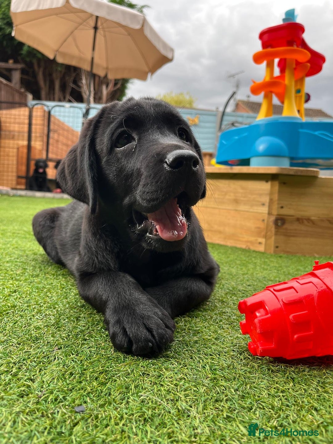 Labrador Retriever dogs for sale: KC registered Beautiful Chunky Black Labs   - Image 10