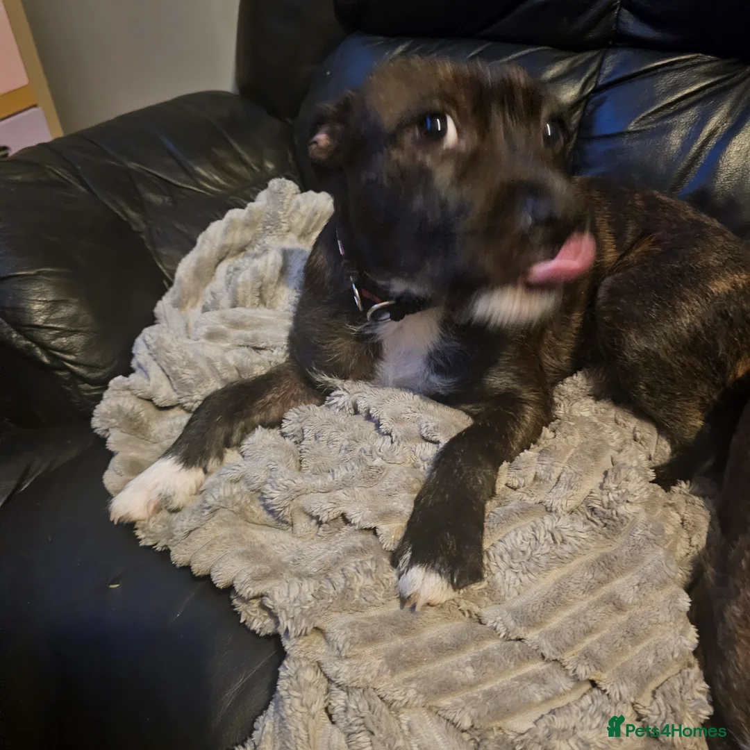 Mixed Breed dogs for sale: Beautiful Luna - Advert 3