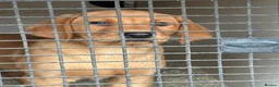 Labrador Retriever dogs for sale: Puppy for sale - Advert 4