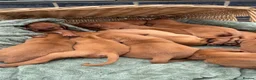 Hungarian Vizsla dogs for sale: 🐶Adorable KC Vizsla Puppies heart 💗🩵 in Machynlleth - Advert 27