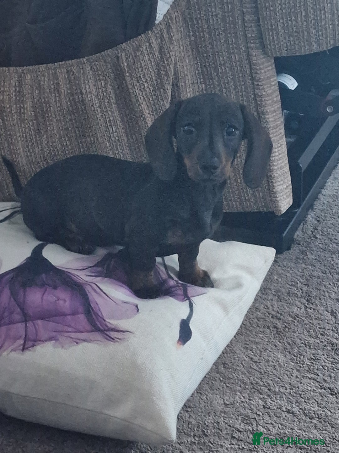 Dachshund dogs for sale: Female miniature dashound  - Advert 4