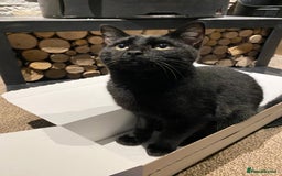 Ragdoll cats for sale: Ragdoll X British Shorthair Black Cat 🐈‍⬛  - Image 2
