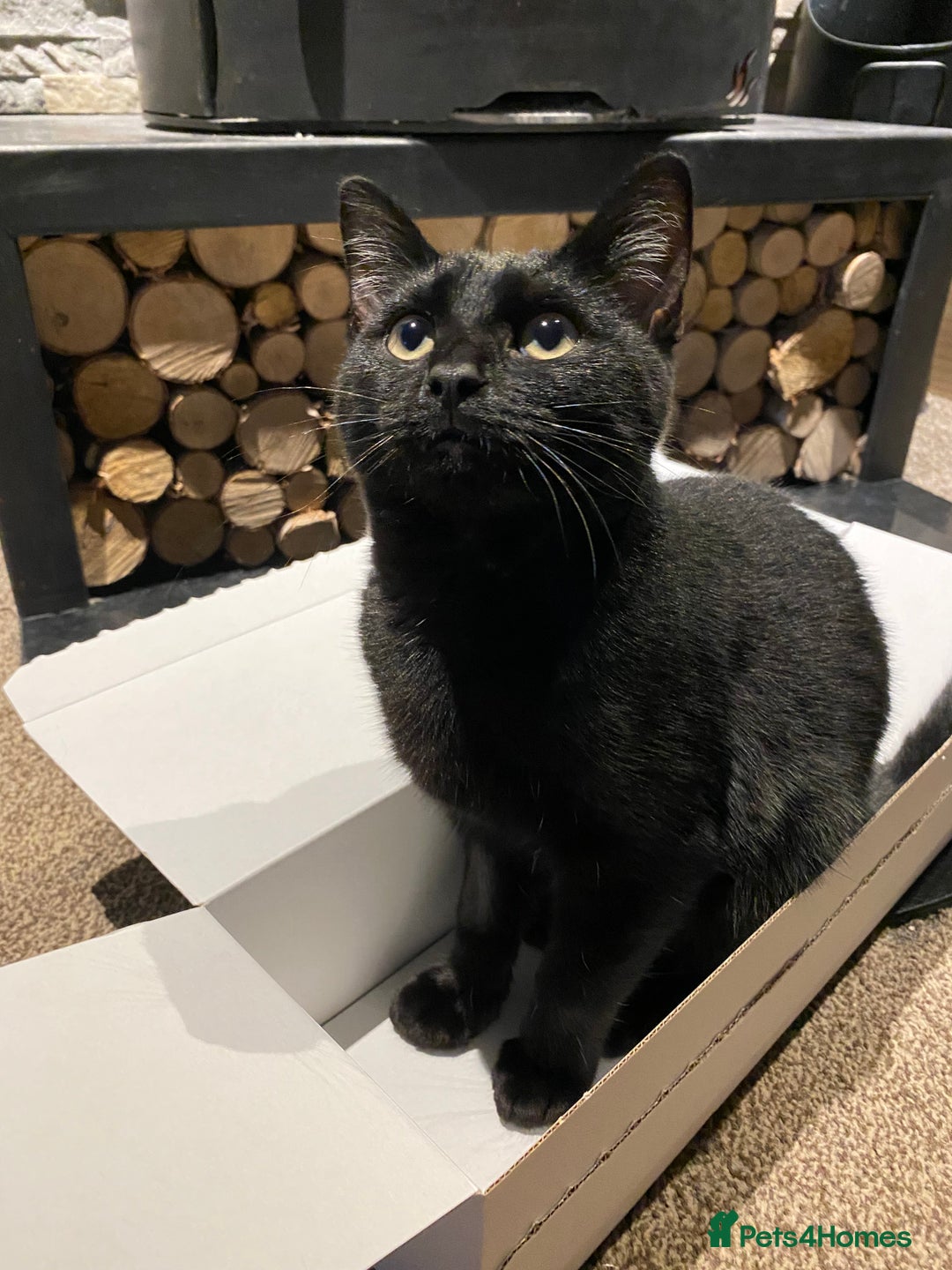 Ragdoll cats for sale: Ragdoll X British Shorthair Black Cat 🐈‍⬛  - Image 2