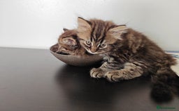 Persian cats for sale: Persian British shorthair mix kittens (SOLD) - Image 10
