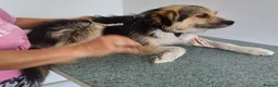 Mixed Breed dogs for adoption: BEN's Journey to Safety - Advert 6