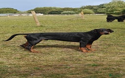 Dobermann dogs for sale: Albert and Alice - Image 2