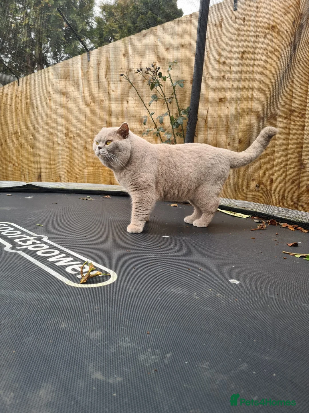 British Shorthair cats for stud: LILAC BSH and BLUE BSH STUDS AVAILABLE in Cheltenham - Advert 12