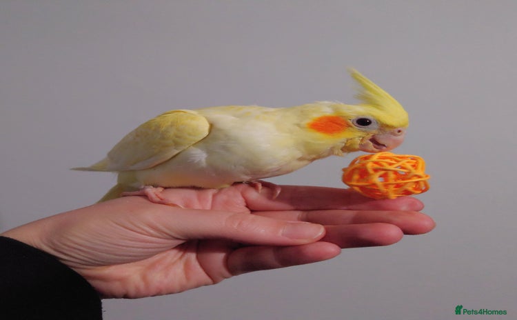 Cockatiels birds - Advert 10