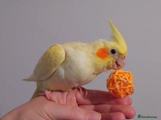 Cockatiels birds - Advert 5