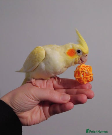 Cockatiels birds - Advert 3