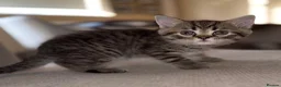Mixed Breed cats for sale: Scottish Fold × British Shorthair Kittens - Advert 6