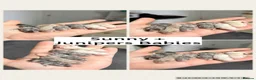 Mouse rodents for sale: Ethical Home Mousery Waiting List  - Advert 2