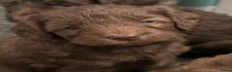 Cockapoo dogs for sale: Chocolate/Silver beige Multigen puppies - Advert 23