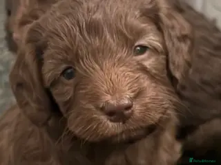Cockapoo dogs Cockapoo x Labradoodle Hybrid - Advert 9