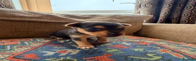 Jack Russell 3 - no collar 