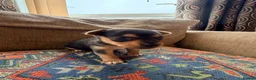 Jack Russell dogs for sale: Stunning Jack Russell pups  - Advert 4