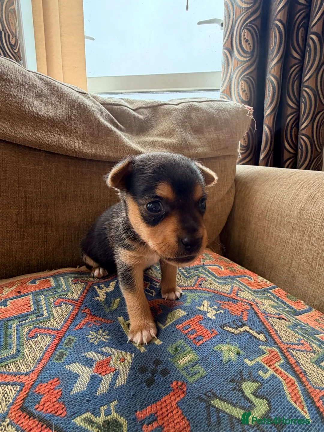 Jack Russell dogs for sale: Stunning Jack Russell pups  - Advert 4