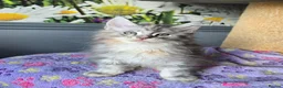 Maine Coon cats for sale: Stunning TICA Maine Coon kittens - Advert 25