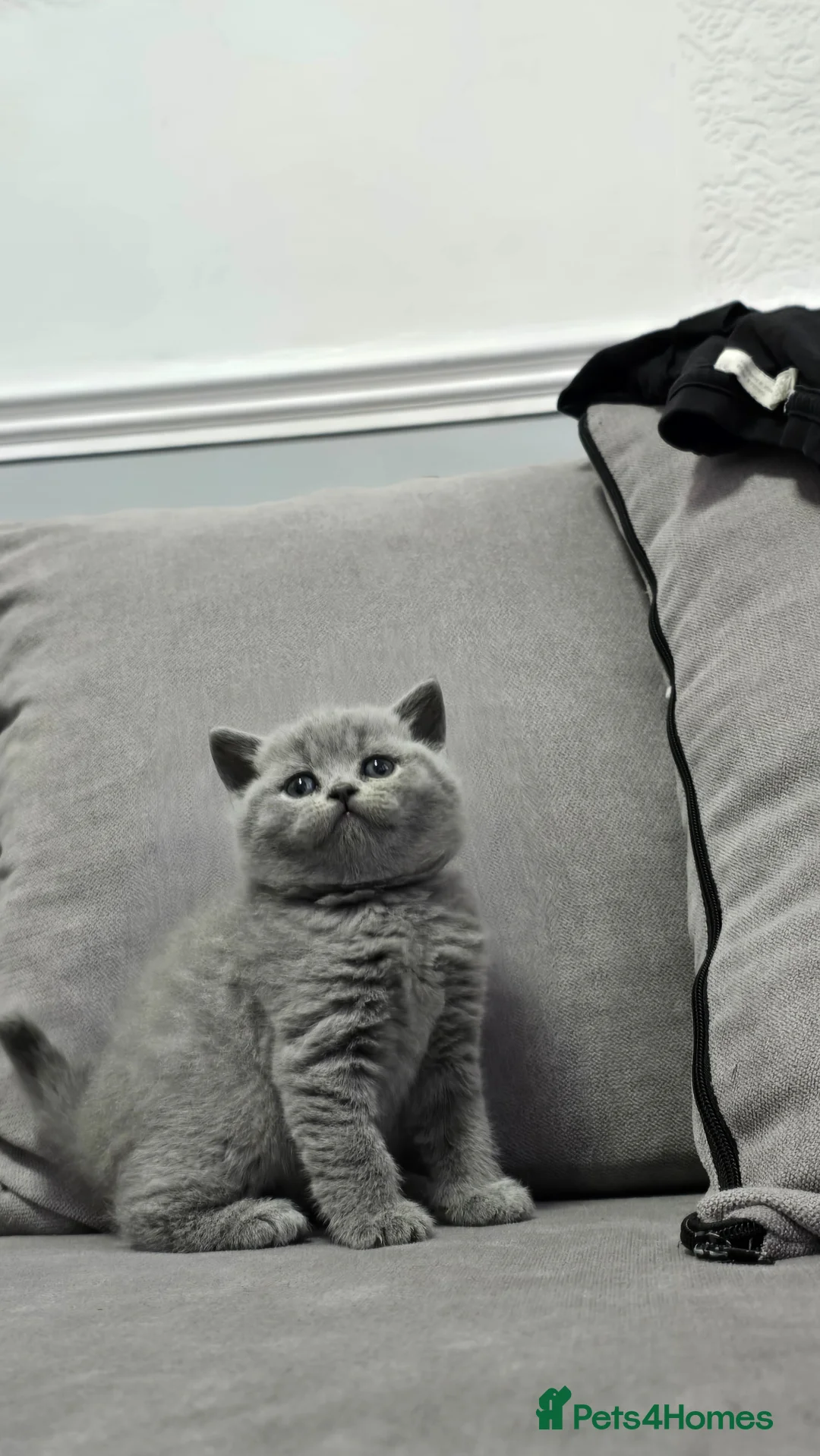 British Shorthair cats for sale: British shorthair kittens available 🥰🐈‍⬛️🥰 in Wrexham - Advert 6