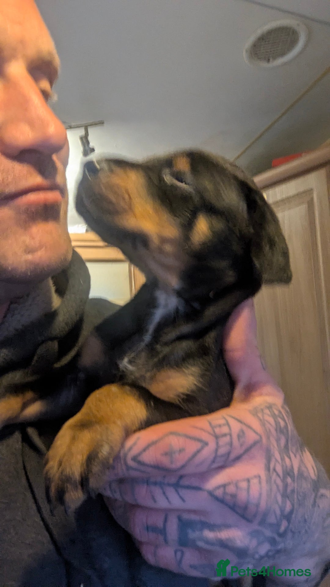 Dobermann dogs for sale: 🐾 Doberman Puppies for Sale – Ready 7th January  - Advert 2