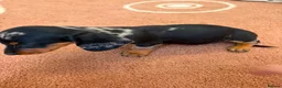 Dachshund dogs for sale: Beautiful puos - Advert 2