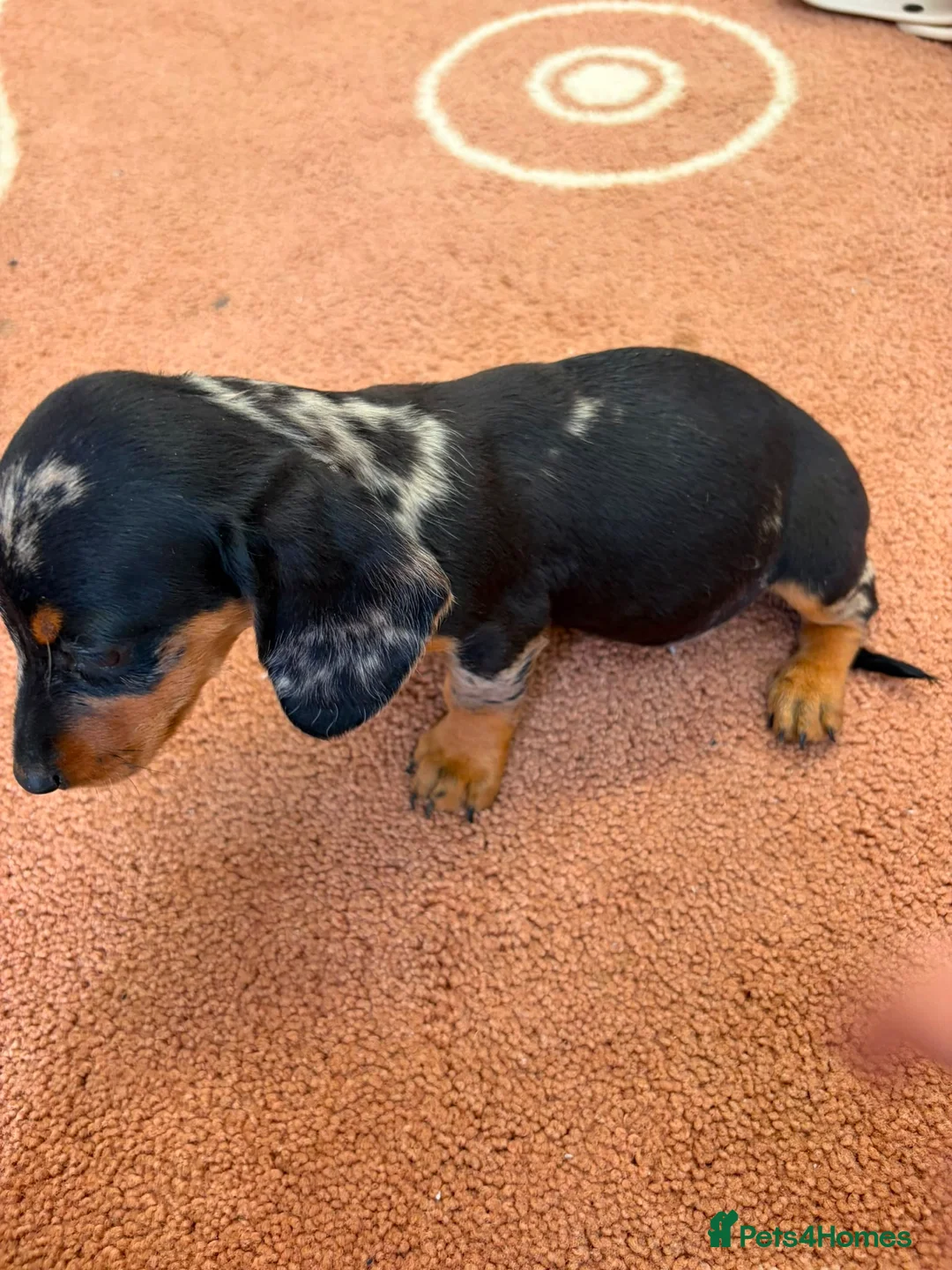 Dachshund dogs for sale: Beautiful puos - Advert 2