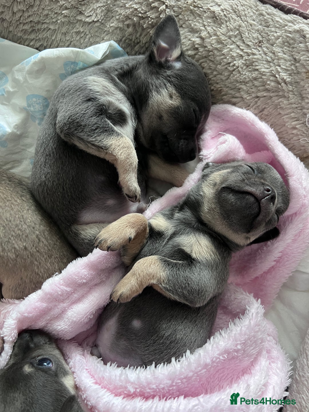 Chihuahua dogs for sale: Adorable apple head short coat chihuahua puppies.  - Image 3