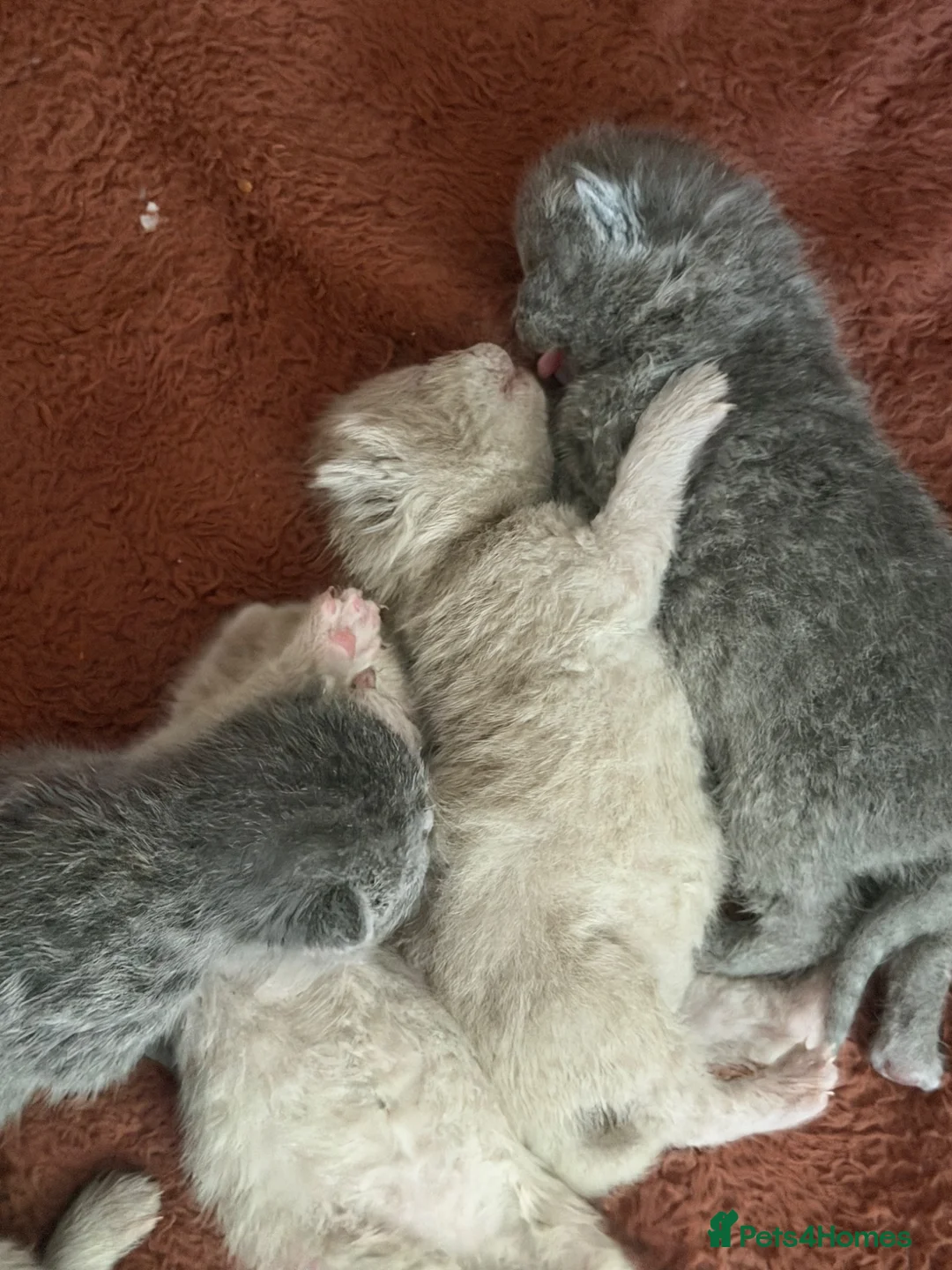 British Shorthair cats for sale: British short hair kittens  - Advert 2