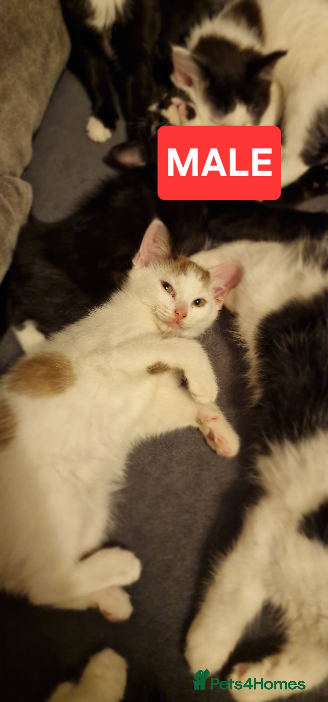 Mixed Breed cats for sale: Lovely Kittens  - Advert 5