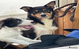 Mixed Breed dogs for sale: Boys and girls available  - Image 4