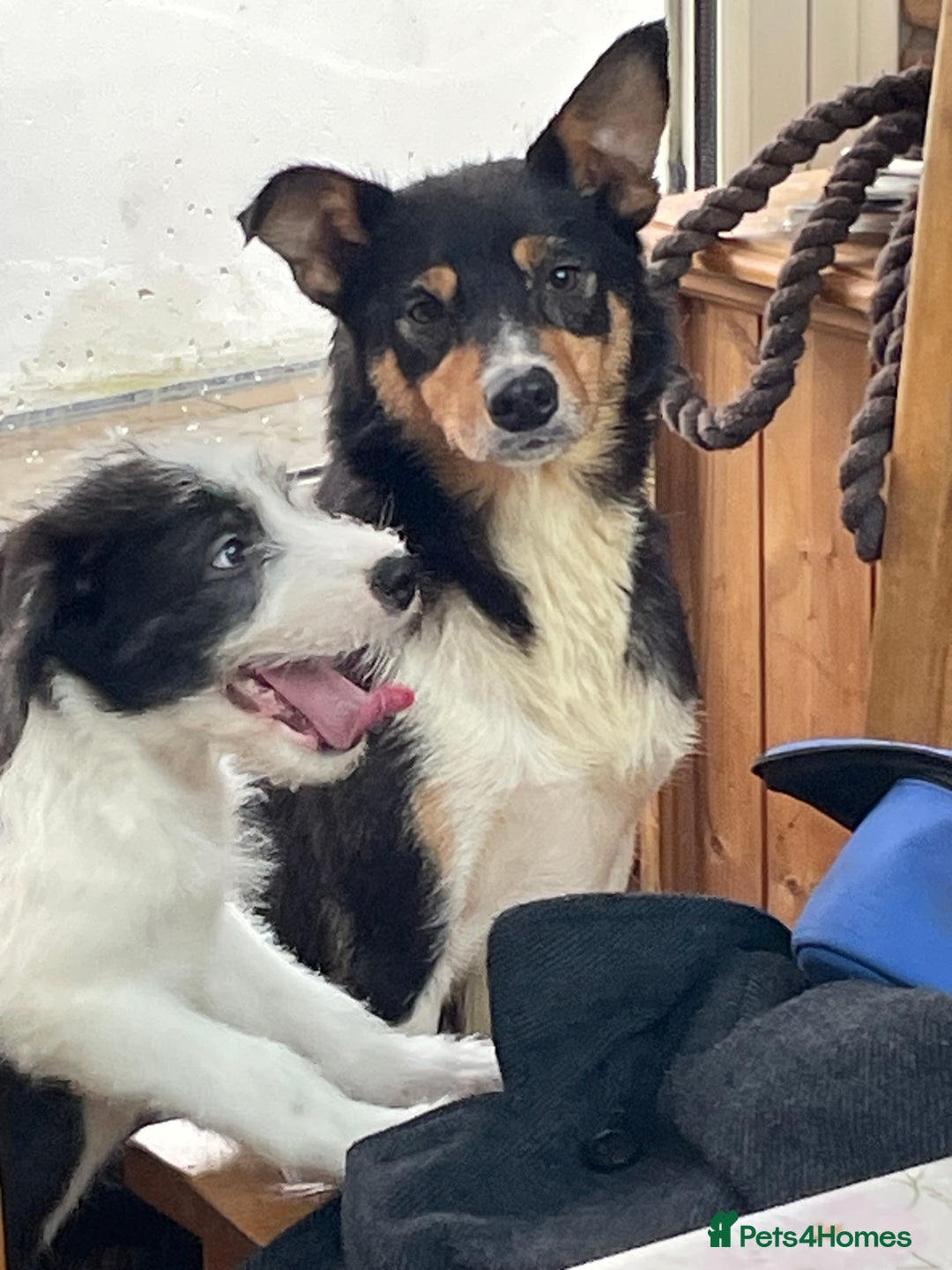 Mixed Breed dogs for sale: Boys and girls available  - Image 4