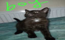 Mixed Breed cats for sale: 7 very fluffy kittens wisbech!!🐈‍⬛️🐈‍⬛️😻 - Image 13