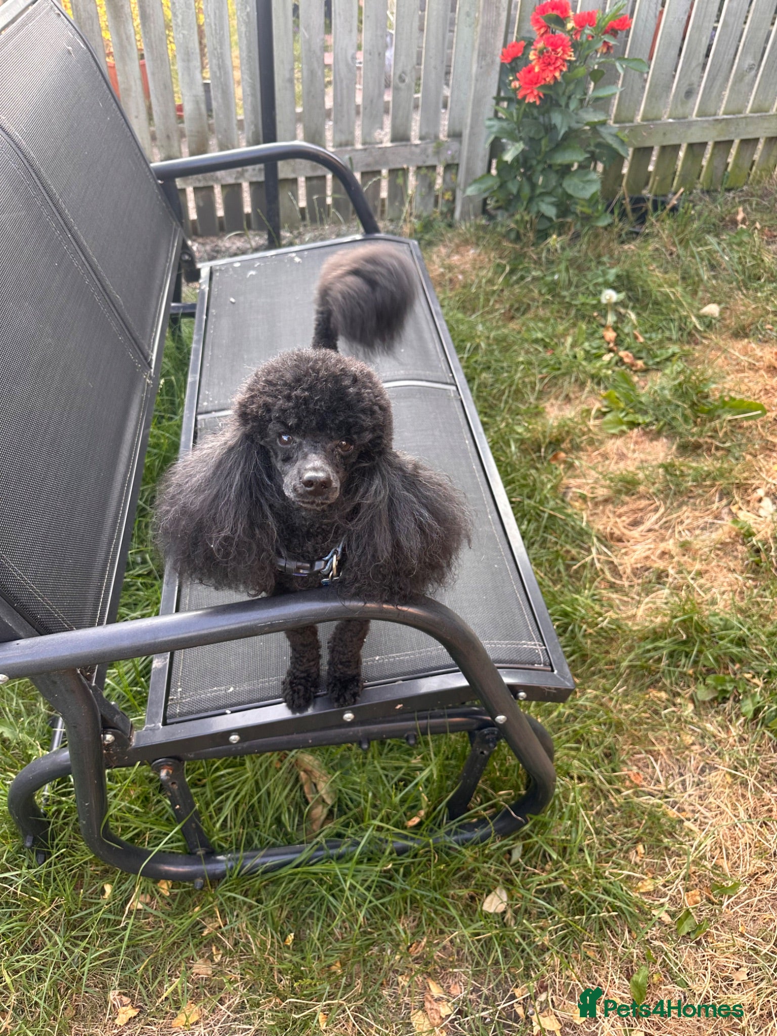 Toy Poodle dogs KC Registered Toy Poodle Stud - Advert 2