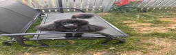 Toy Poodle dogs for stud: KC Registered Toy Poodle Stud in Bishop Auckland - Advert 2