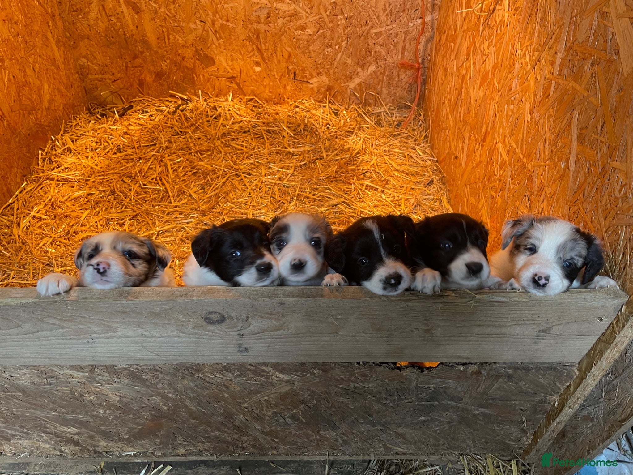 Border Collie dogs 5 Border Collie Pups  - Advert 13