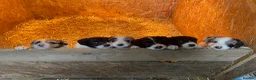 Border Collie dogs for sale: 5 Border Collie Pups  - Advert 1