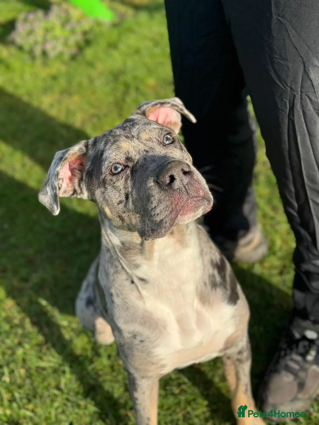 Cane Corso dogs for sale: Cane corso puppies  in Worksop - Advert 1