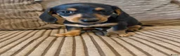 Miniature Dachshund dogs for sale: Mini dachshund males  - Advert 9
