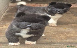 Akita dogs for sale: KC REGISTERED BEAR HEAD AMERICAN AKITA FEMALE PUPS - Image 3