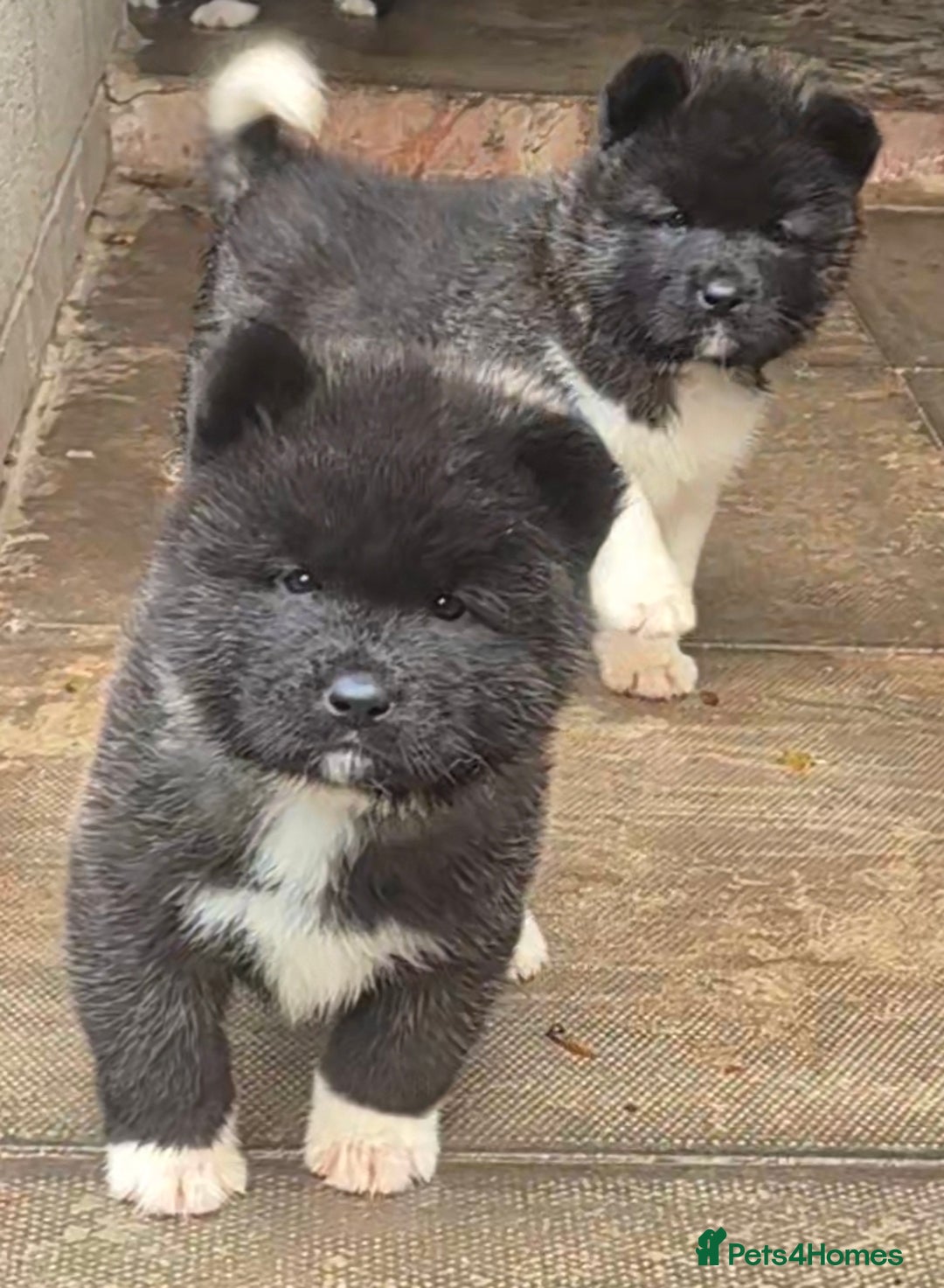 Akita dogs for sale: KC REGISTERED BEAR HEAD AMERICAN AKITA FEMALE PUPS - Image 3
