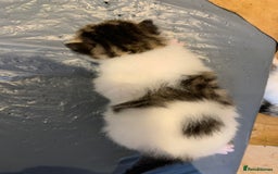Domestic Shorthair cats for sale: Four beautiful kittens for new home  - Image 8