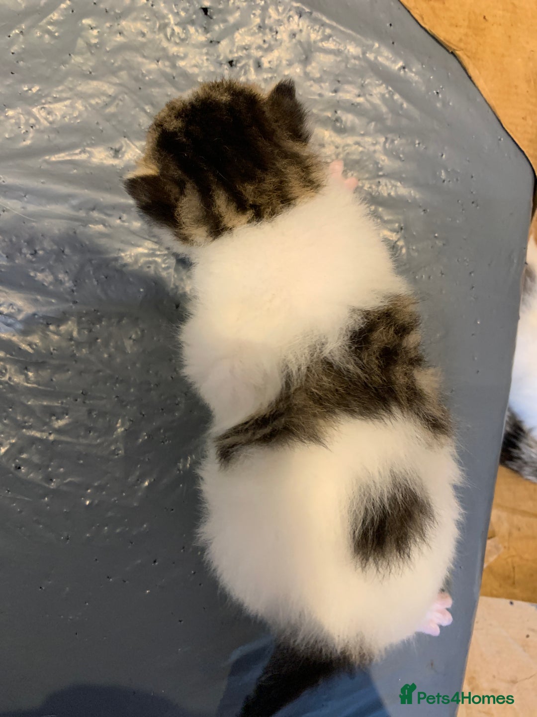 Domestic Shorthair cats for sale: Four beautiful kittens for new home  - Image 8